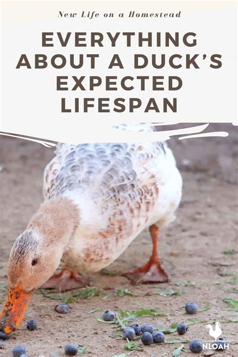 Everything About a Duck’s Expected Lifespan