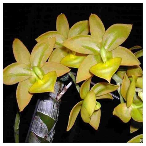 Cycnoches Jumbo Puff – EXOTICA ORCHIDS
