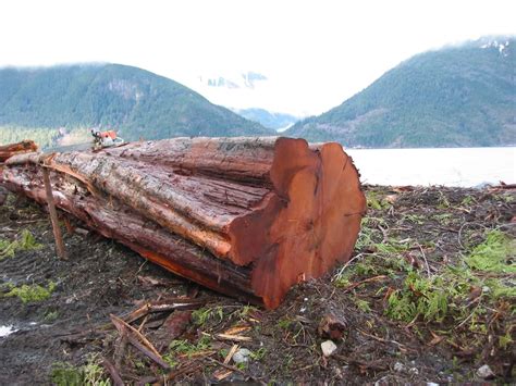 Does Western Red Cedar Rot at Janet Simmons blog