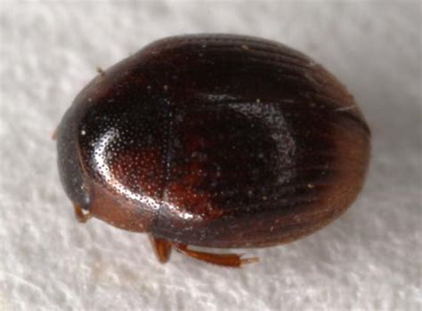 Image result for Microcrypticus Scriptum