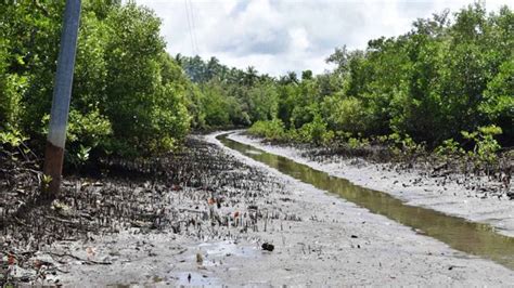 Eastern Samar Town To Develop Mangrove Forest Into Ecotourism Site ...