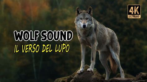 Image result for Wolves Howling Sound Effect