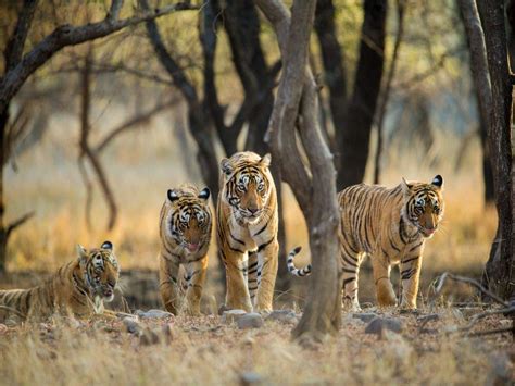 Best Tiger Reserves In India | International Tiger Day: A look at some ...