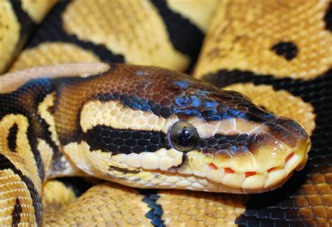 Image result for Indonesian Python 23Ft