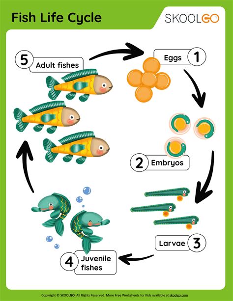 Life Cycle Of A Fish