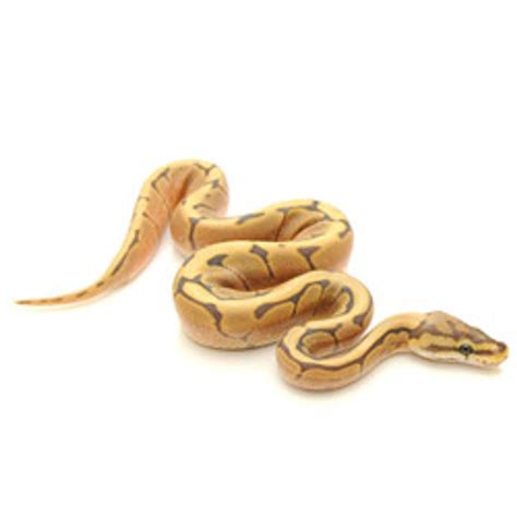 Image result for Ghost Spider Ball Python