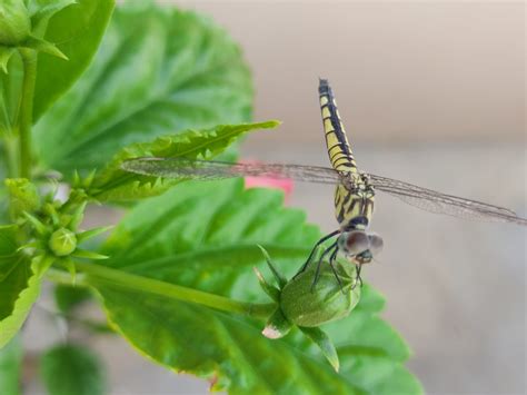 Consulate General of India, Birgunj, Nepal : Photography Competition