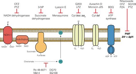 Frontiers | Bioenergetic Inhibitors: Antibiotic Efficacy and Mechanisms of Action in ...