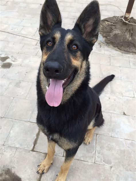 Bi Color German Shepherd Puppies | BubaKids.com