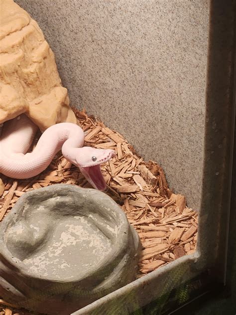 Image result for Minecraft Ball Python