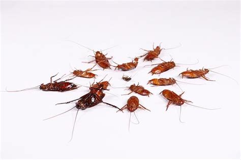 家里的蟑螂怎样才能快速消灭？ - 知乎