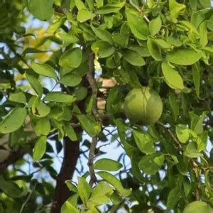 MAA Wood apple, Bel fruit, Kaitha, Katbel, Beal Fruit Seed Price in ...