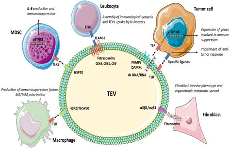 Tumour Derived Extracellular Vesicles | Encyclopedia MDPI