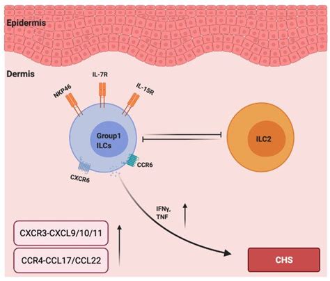 Chemokines and Innate Lymphoid Cells in Skin Inflammation ...