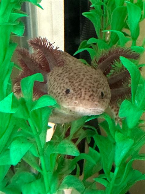 The Only Axolotl Care Guide You'll Ever Need: Avoid, 60% OFF