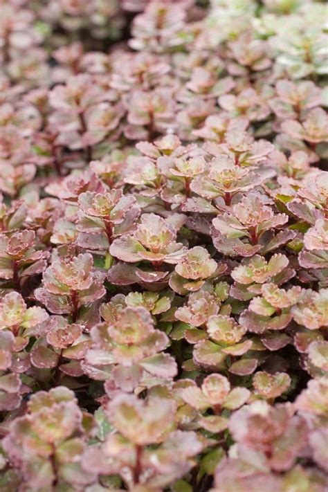 Sedums...So Succulent | Succulents | Plants A-Z | The Gardener : The ...
