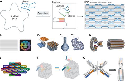 https://media.springernature.com/m685/springer-static/image/art%3A10.1038%2Fs43586-020-00009-8/MediaObjects/43586_2020_9_Fig1_HTML.png
