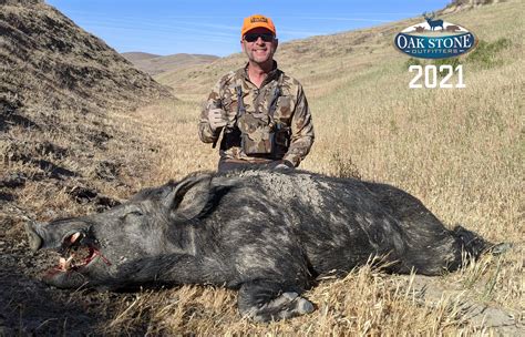 Wild Pig Hunts - California All Inclusive Guided Pig Hunts