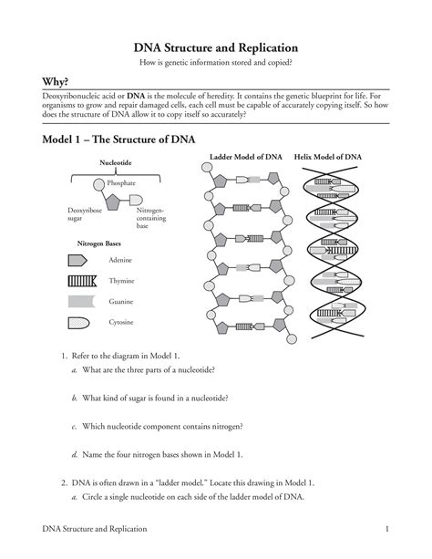 Image result for DNA Replication Worksheet Answer Key