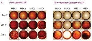 OsteoMAX-XF Stem Cell Media Millipore