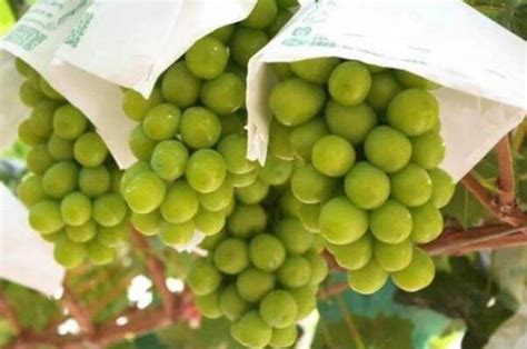 多品种葡萄高清图片下载_红动中国