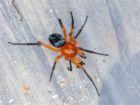 Orange And Black Spider
