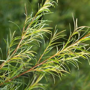 Keeo Intimate Wash for Men with Tea Tree Oil, Lavender Oil & Aloe Vera ...