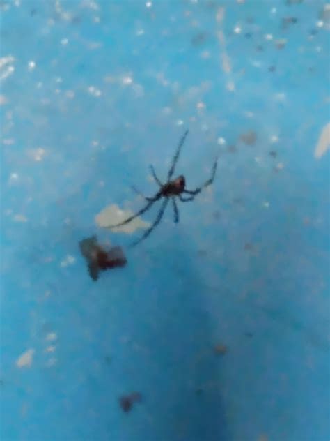 Black widow egg casings? : r/whatisthisbug