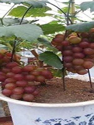 Coconut Lagoon Rare Exotic Tropical fruit Grape Vitis vinifera" Tear ...