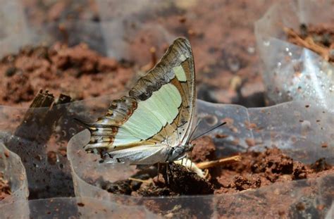 Charaxes agrarius | Butterfly