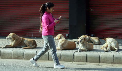 After wolf attacks, stray dogs haunt UP's Bahraich - Rediff.com India News