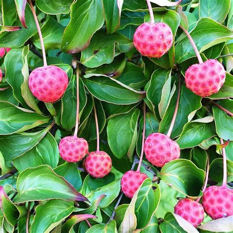 Kousa Dogwood Berries: Edible and Beautiful Garden Delights