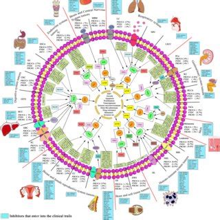 Image result for PI3K Pathway
