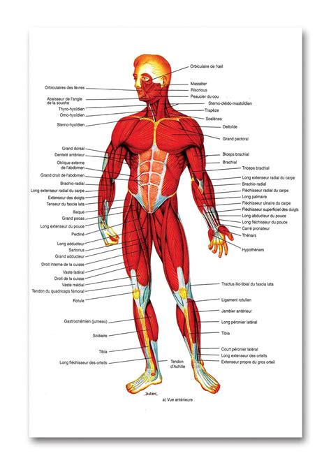 Buy Tamatina Gym Posters - Gym Posters Motivational - Gym Posters for ...