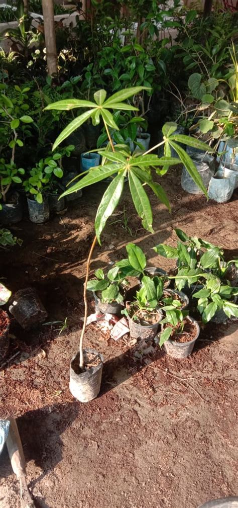 Walnut (Akhrot) Plant – Gardengram