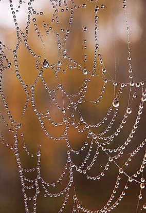 5 animal architects and their amazing homes