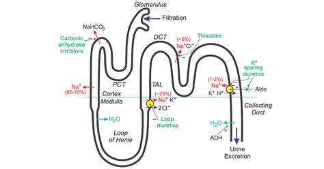 Loop Diuretics How They Work 的图像结果