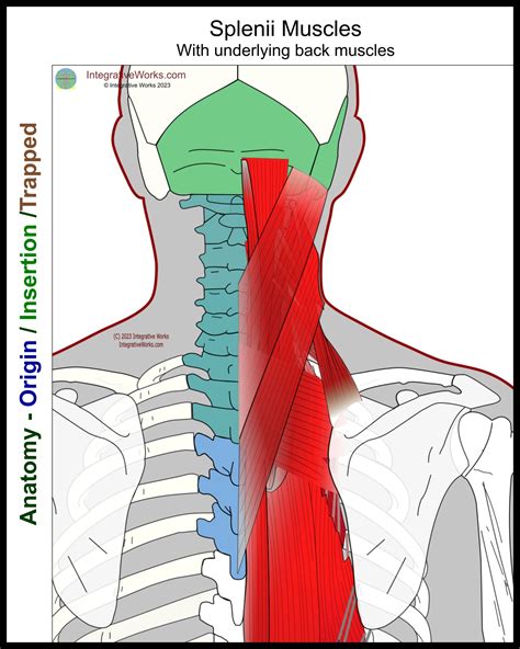 Semispinalis capitis functional anatomy neck muscles – Artofit