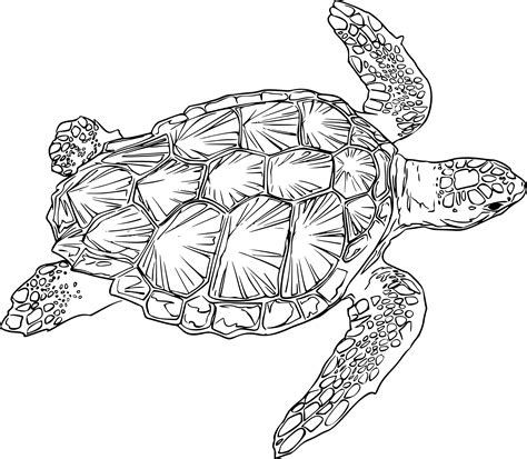 Clipart turtle outline, Clipart turtle outline Transparent FREE for ...