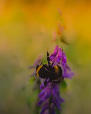 Download wallpaper bee, background, plant, section nature in resolution ...