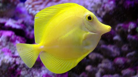 Image result for Fish Shell Scripting