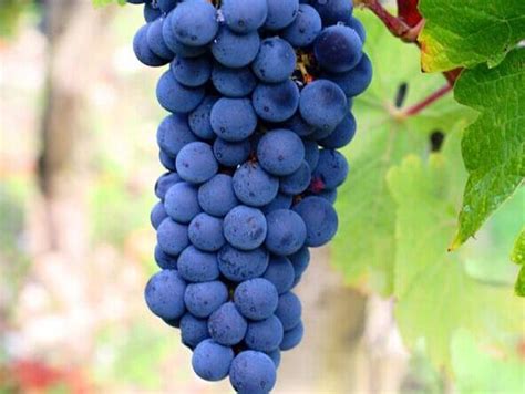 一次说清！酿酒葡萄和食用葡萄的区别 - 最新资讯 - 西班牙人酒庄