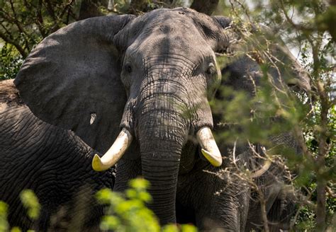 African Elephant Are They Endangered