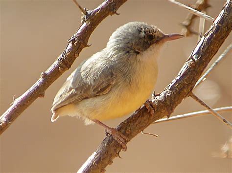 Short-billed Crombec - eBird