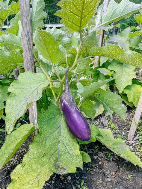 Best Okra Companion Plants That Will Boost Your Harvest - candieslove-x3
