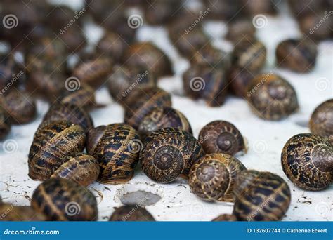 Helix Aspersa Snails at a Snail Farm Stock Photo - Image of hibernating, gourmet: 132607744