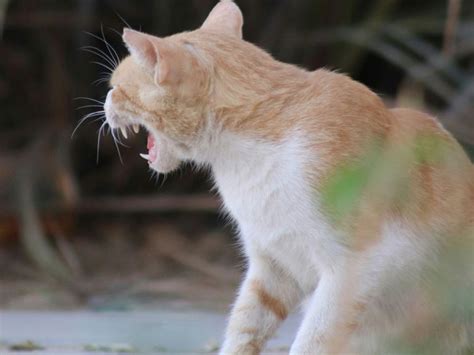 Cat Body Language 的图像结果