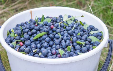 What Is A Huckleberry? | Exotic Gourmand