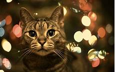 Gold Home Screen Cat Wallpaper by Animals Cat Bokeh Wallpapers Hd Desktop And Mobile Gold Home Screen Cat Wallpaper
