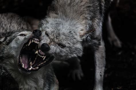 Wolves Fighting 的图像结果